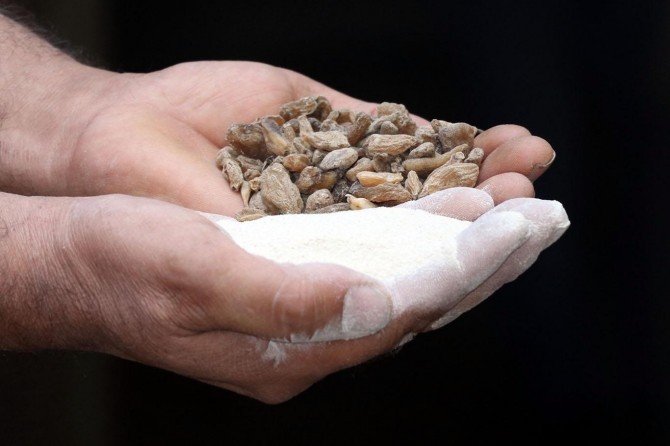 Orkide kökleri 6 asırlık değirmende salepe dönüştürülüyor