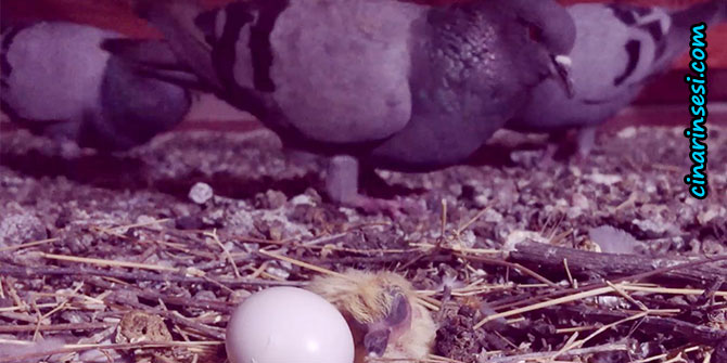 Yabani güvercinin kuluçka dönemi objektiflere yansıdı