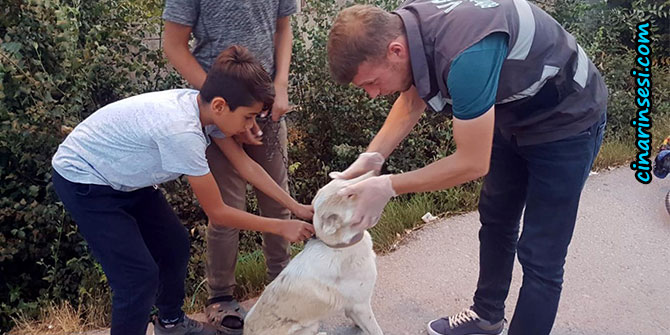 Van'da çocuklar sakat köpeğe sahip çıktı