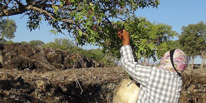 Çınar Belitaş'ta menengiç toplayarak aile bütçesine katkı sağlamaya çalışıyorlar