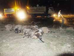 Çınar'da Otomobil, Koyun Sürüsüne Daldı- Foto