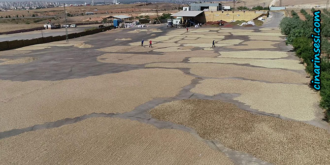 Antep fıstığının hasat serüveni