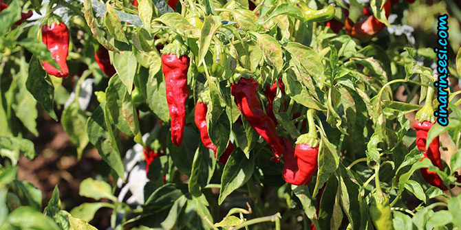 Gaziantep’te acı biber hasadı devam ediyor