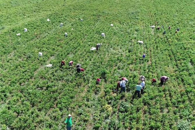 Gaziantep’te acı biber hasadı devam ediyor