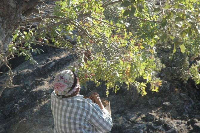 Bi berhevkirina kizwanan hewl didin alîkarîya debara malbata xwe bikin