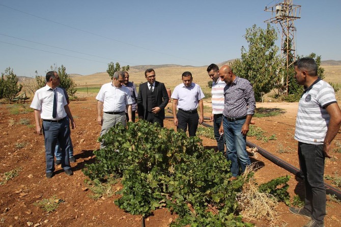 Mardin’de organik tarım yaygınlaşıyor