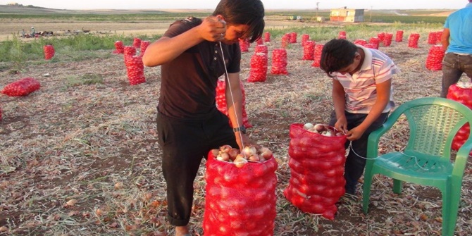 Artan masraflar soğan eken Çınarlı çiftçiyi zorluyor