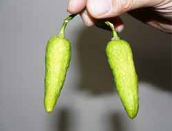 Biber mi, Limon mu? (Foto)