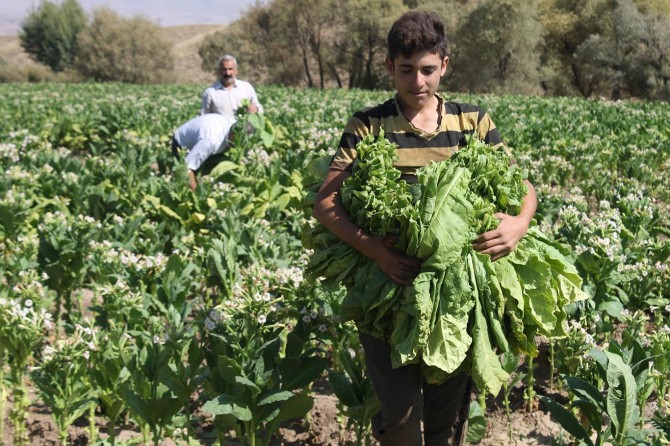 Muş’ta tütün kırım sezonu başladı