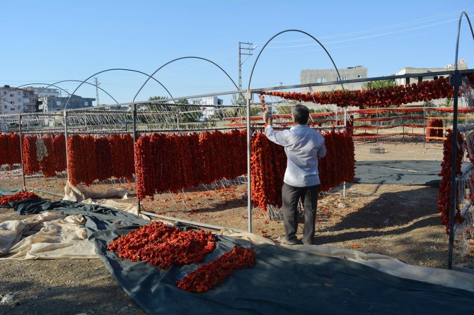 ​Göç ettikleri memleketlerine geri dönüp iş kurdular