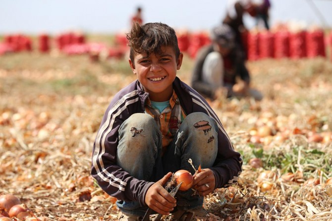 Çınar Karabudak'da soğan toplayarak okul haçlıklarını çıkartıyorlar