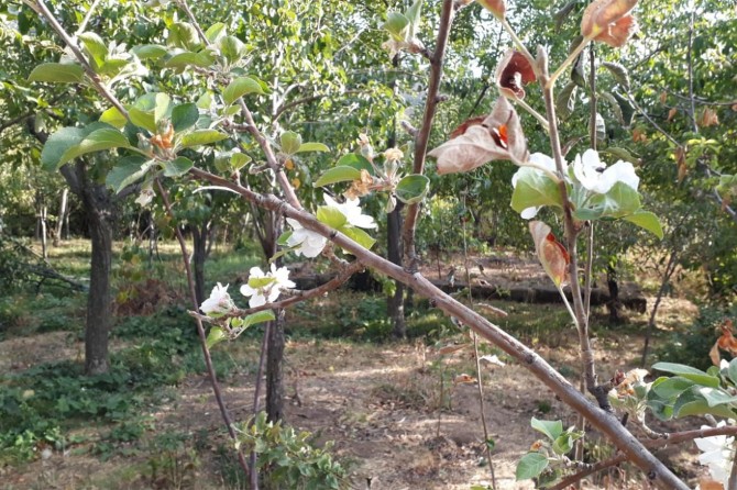 Elma ağacı eylülde çiçek açtı