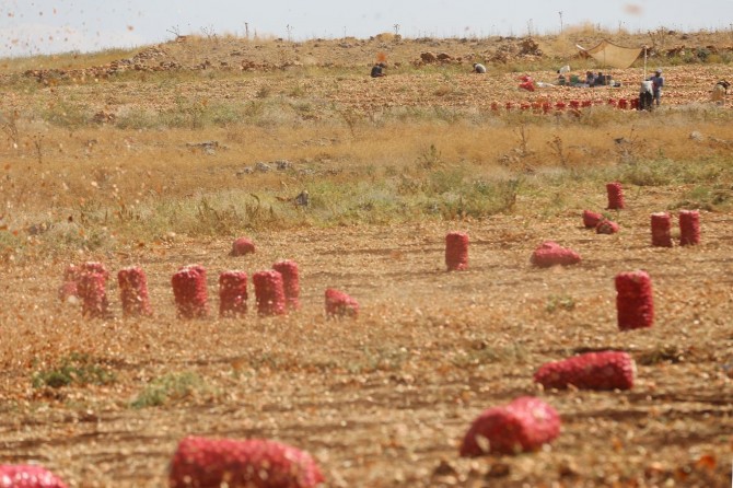Çınarlı çiftçiler: Kaçak elektrik kullanmayanlar kullananlardan etkileniyor
