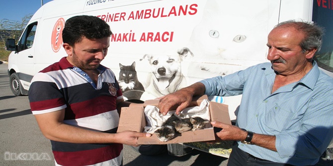 Vatandaşlar anneleri ölen yavru kedilere duyarsız kalmadı