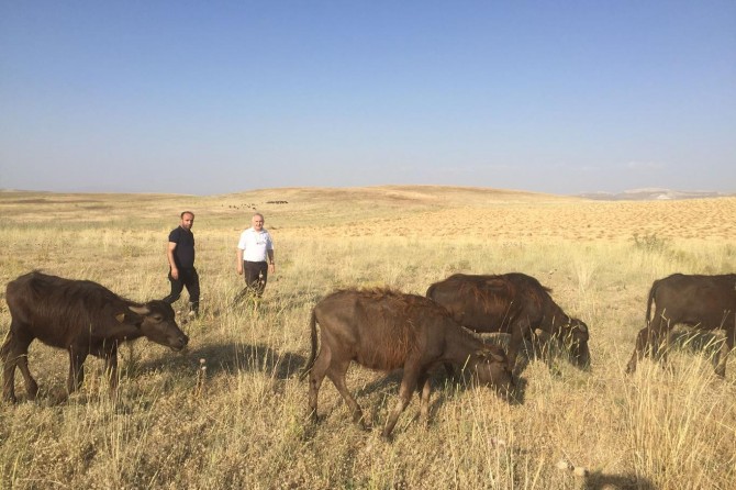 Van'da genç çiftçilere yaklaşık 3 bin hayvan dağıtıldı