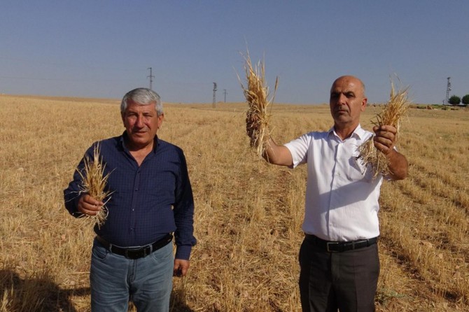 Mardin Nusaybin'de sigorta şirketi kuraklıktan zarar gören çiftçiyi mağdur etti