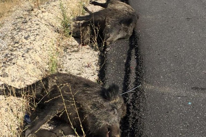 Ankara D-100 Karayolunda araç domuz sürüsüne daldı