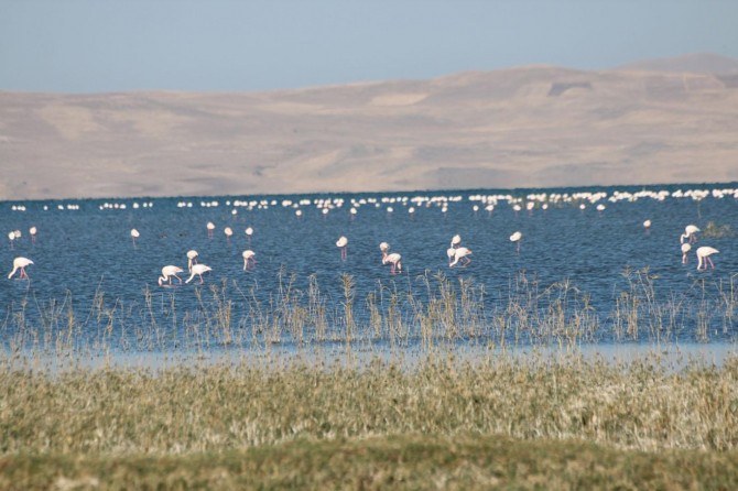 ​Van’da 8. Flamingo Festivali yapıldı