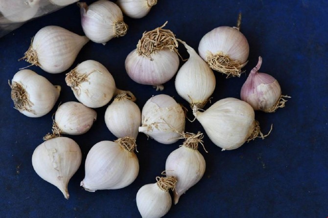 Tunceli dağ sarımsağı tescillendi