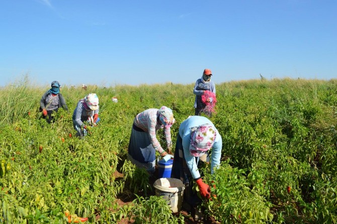 Mevsimlik tarım işçileri yevmiyelerine zam istiyor