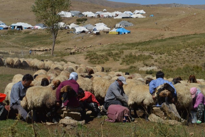 Yaklaşık bir asırdır yaylalarda geçen göçebe hayatlar