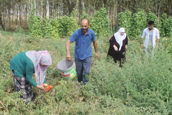 Komisyoncular ile fırsatçılar bizden emeğimizi çalıyorlar