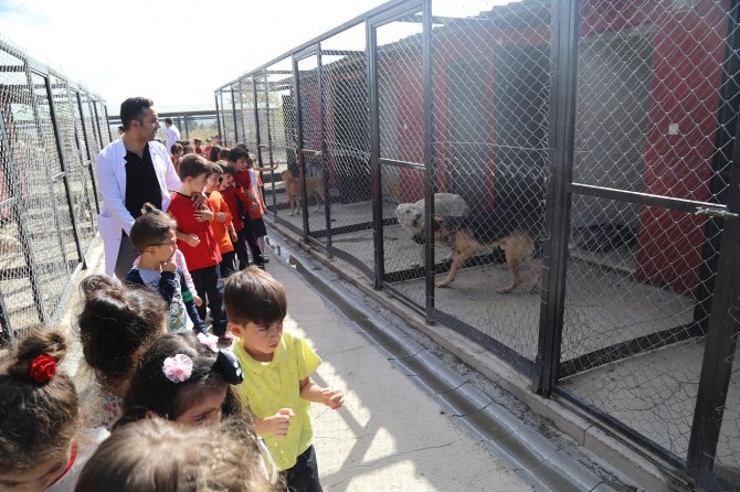 Hayvana şiddet kabul edilemez