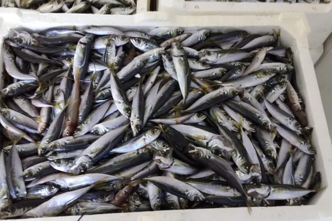 Dest hat dayîn li ser 13 ton masîyan