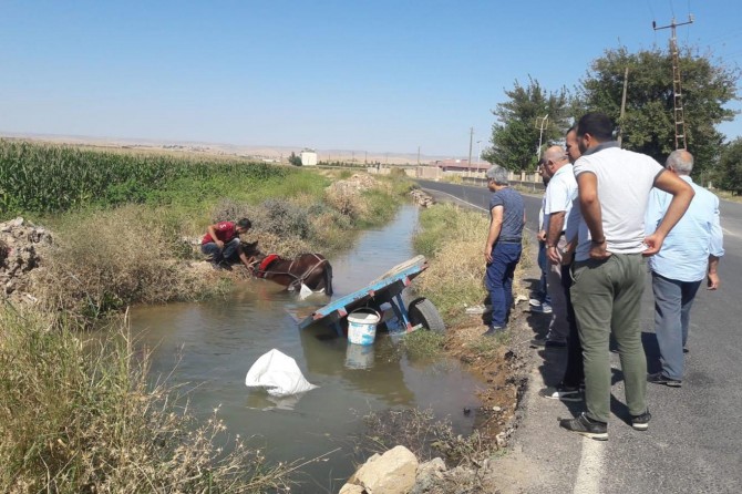Nusaybin'de at arabası sulama kanalına düştü
