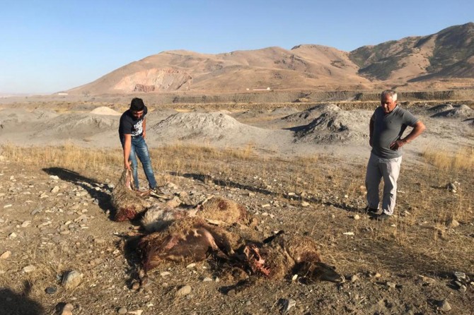 Muş'un Kepenek köyünde sokak köpekleri 30 koyunu telef etti