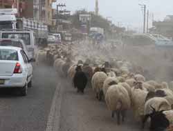 Göçerlerin İnişleri Devam Ediyor