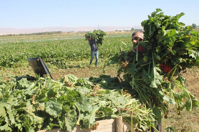 Merada ot kalmayınca şeker pancarının yapraklarını hayvanlara veriyorlar