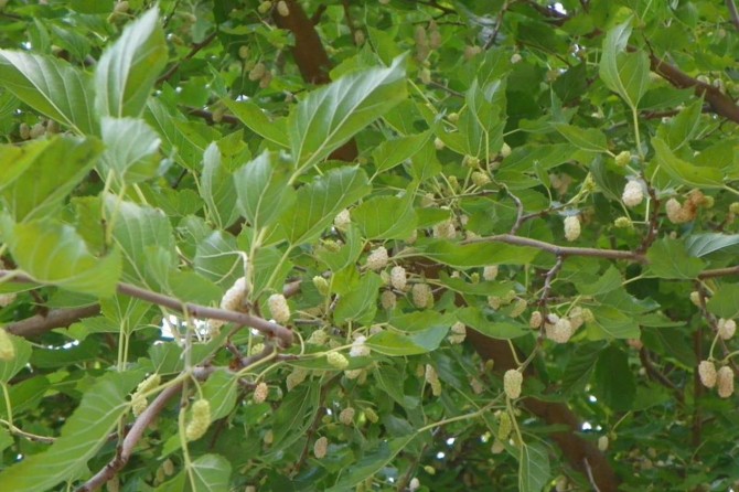Dağ Sarımsağından sonra Çemişgezek Ulukale Dutu da tescillendi