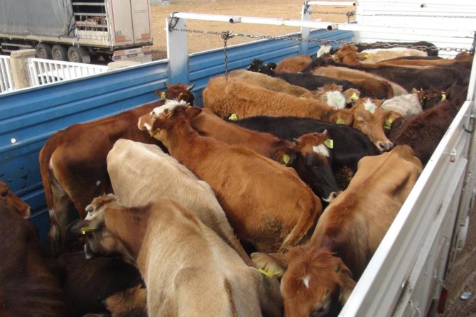 Çiftçiler standartlara uymayan hibe hayvanları kabul etmedi