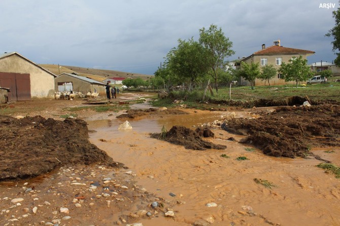 Sel sularına kapılan hayvanlar telef oldu