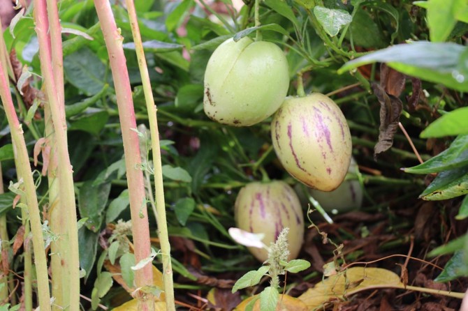 South American pepino cultivates in Bingöl