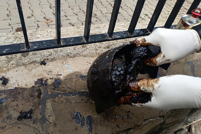 Zifte bulanan kaplumbağa korumaya alındı