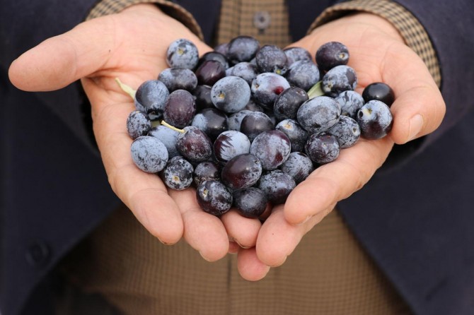 Gaziantep’te zeytinde tahmini rekolte 70 bin ton