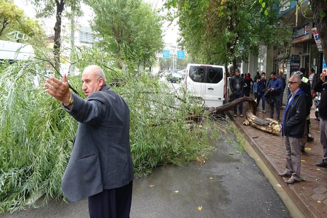 Yağmura dayanamayan yarım asırlık ağaç yola devrildi