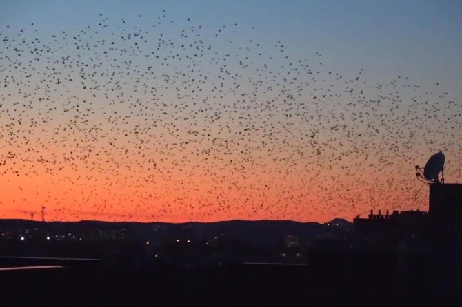 Siirt semalarında göçmen kuşlardan görsel şölen
