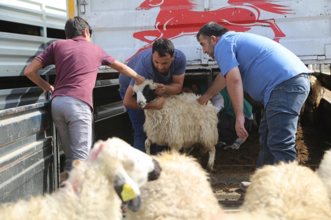 Şırnak Silopi'de 39 genç çiftçiye bin 404 küçükbaş hayvan dağıtıldı