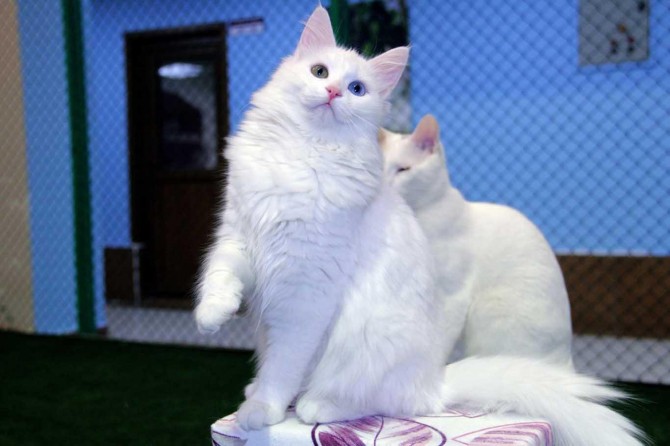 Van kedisi kedi ırkları içerisinde yüzebilen tek hayvan