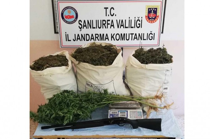 Şanlıurfa'da esrar operasyonu