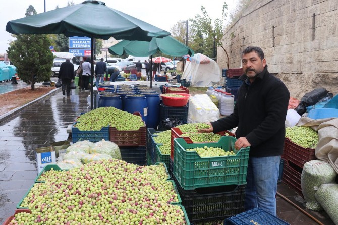 Zeytin üreticinin yüzünü güldürüyor