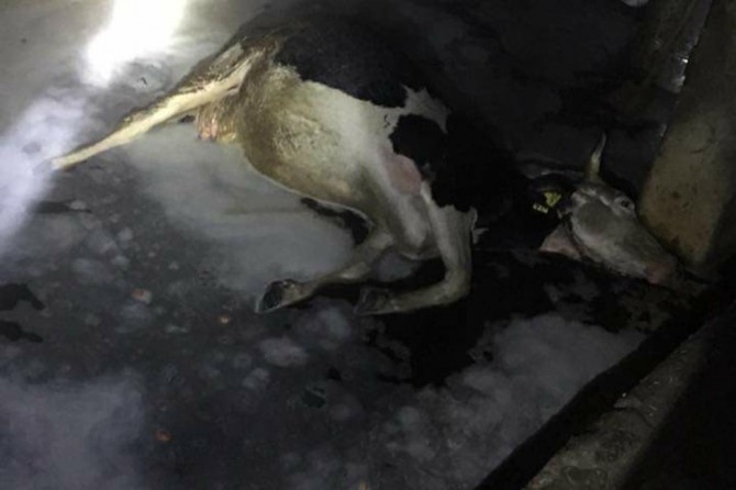 Ahır yangınında 3 büyükbaş hayvan telef oldu