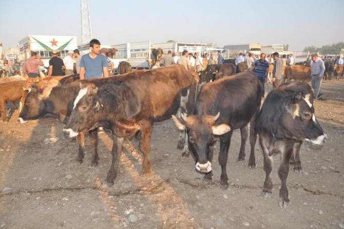​Küpe affı hayvan sahiplerini sevindirdi