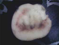 Armutta Allah Lafzı