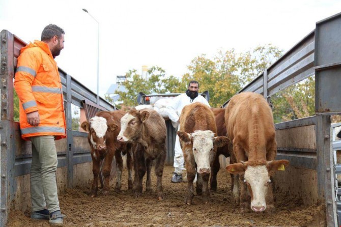 Tunceli’de 80 çiftçiye 400 düve dağıtıldı