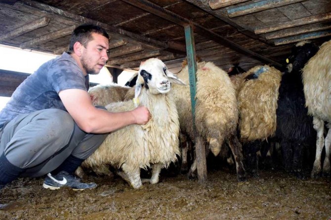 Batman’da vatandaşlara yüzlerce hayvan dağıtıldı