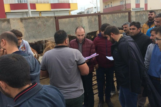 Mardin Kızıltepe'de genç çiftçilere düve teslimatı yapıldı